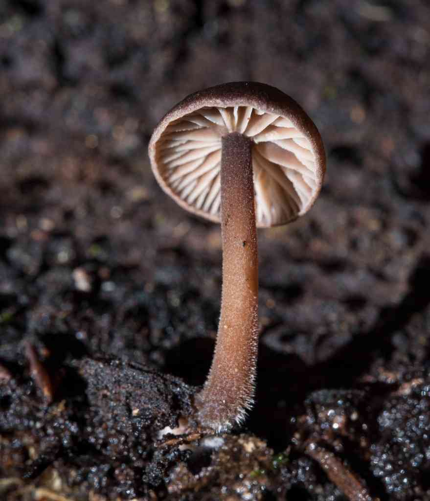 Gymnopus fuscopurpureus (Gymnopus fuscopurpureus) thumbnail 3