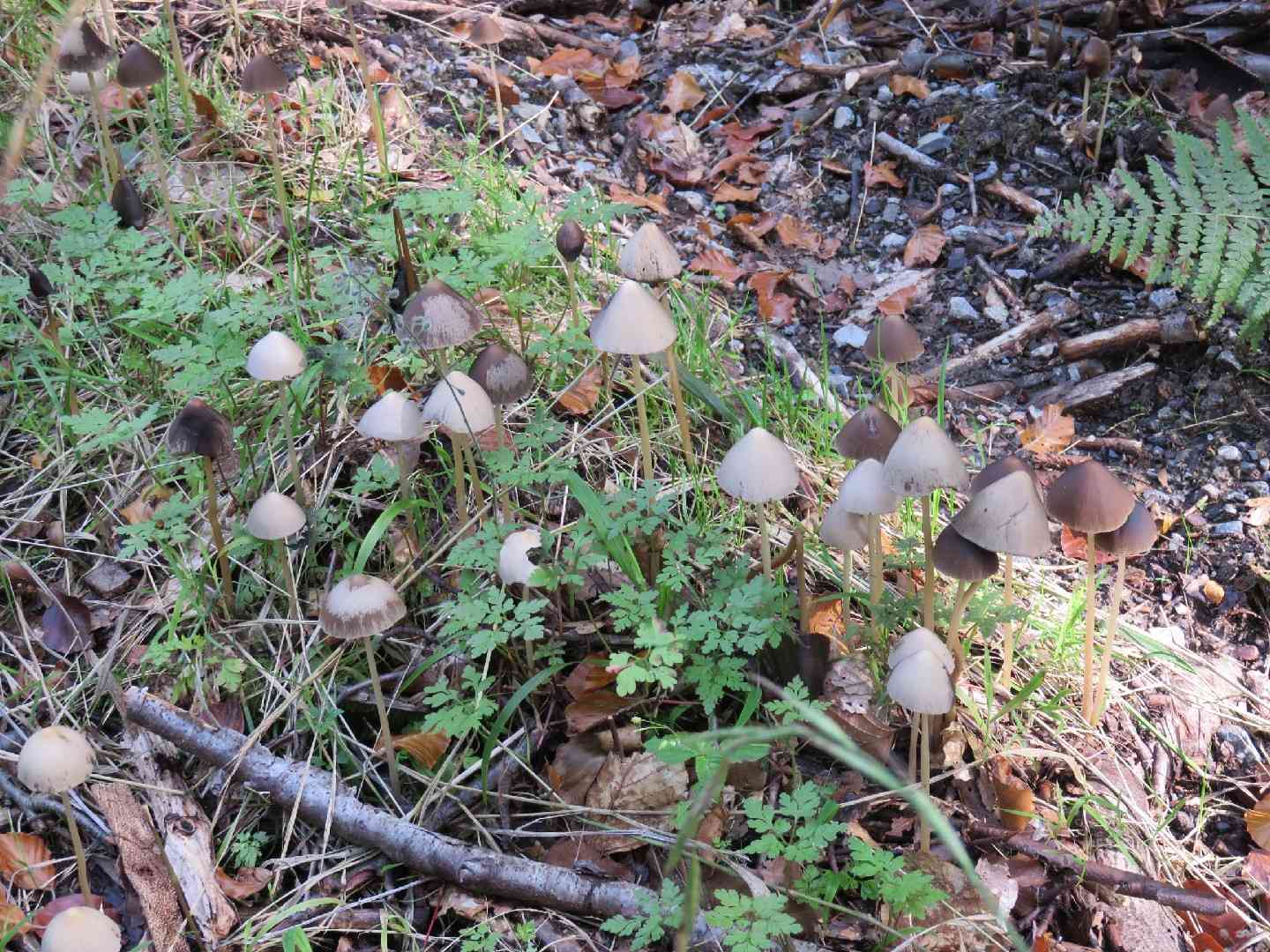 Conical brittlestem (Parasola conopilus) thumbnail 3