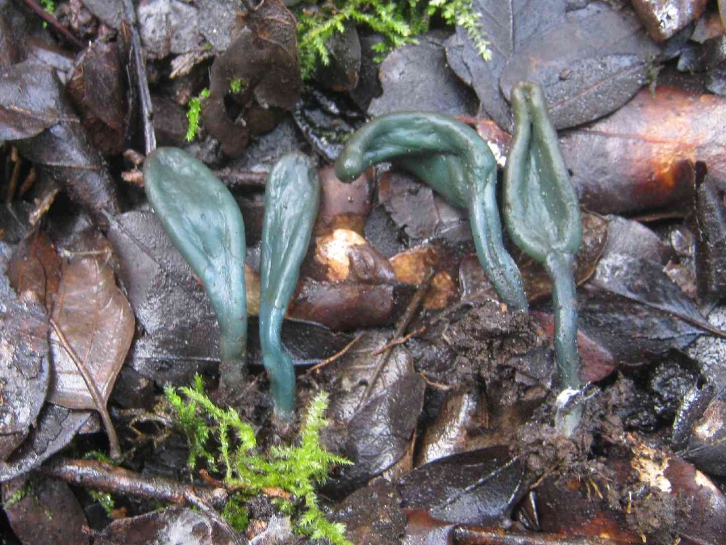 Olive earthtongue (Microglossum olivaceum) thumbnail 2