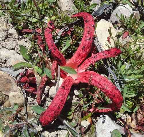 Devil's fingers (Clathrus archeri) thumbnail 3