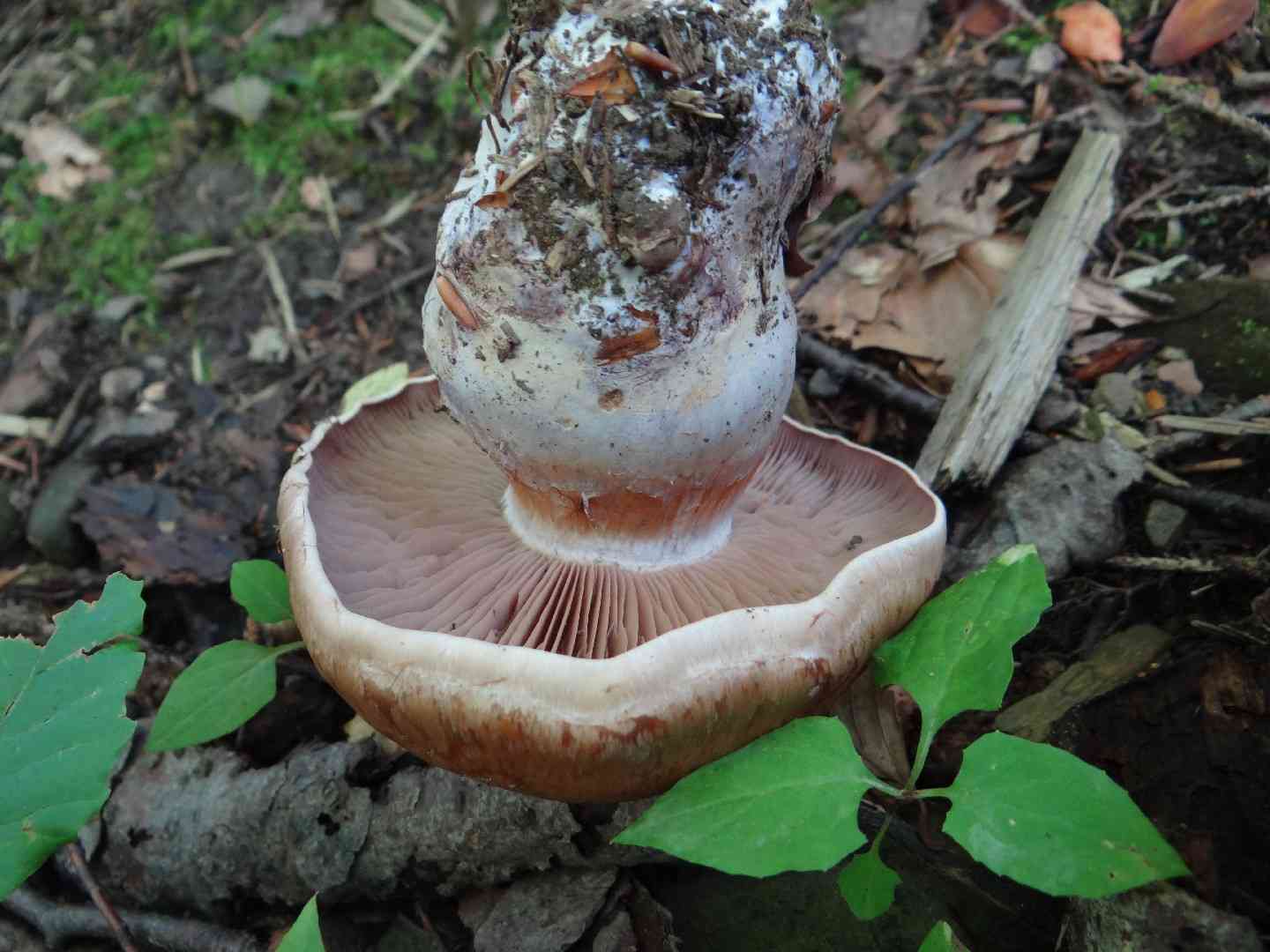 Cortinarius bivelus (Cortinarius bivelus) thumbnail 1