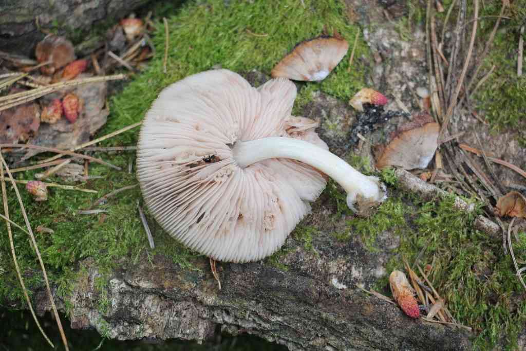 Sooty shield (Pluteus ephebeus) thumbnail 1