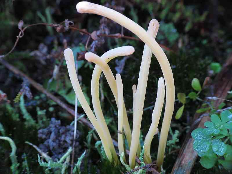 Moor club (Clavaria argillacea) thumbnail 1