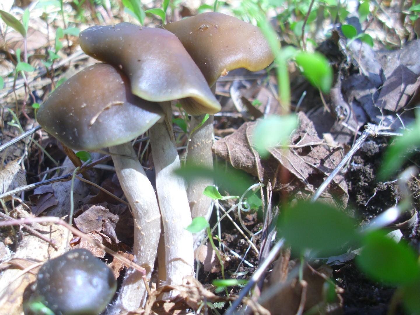 Psilocybe Ovoid thumbnail 3