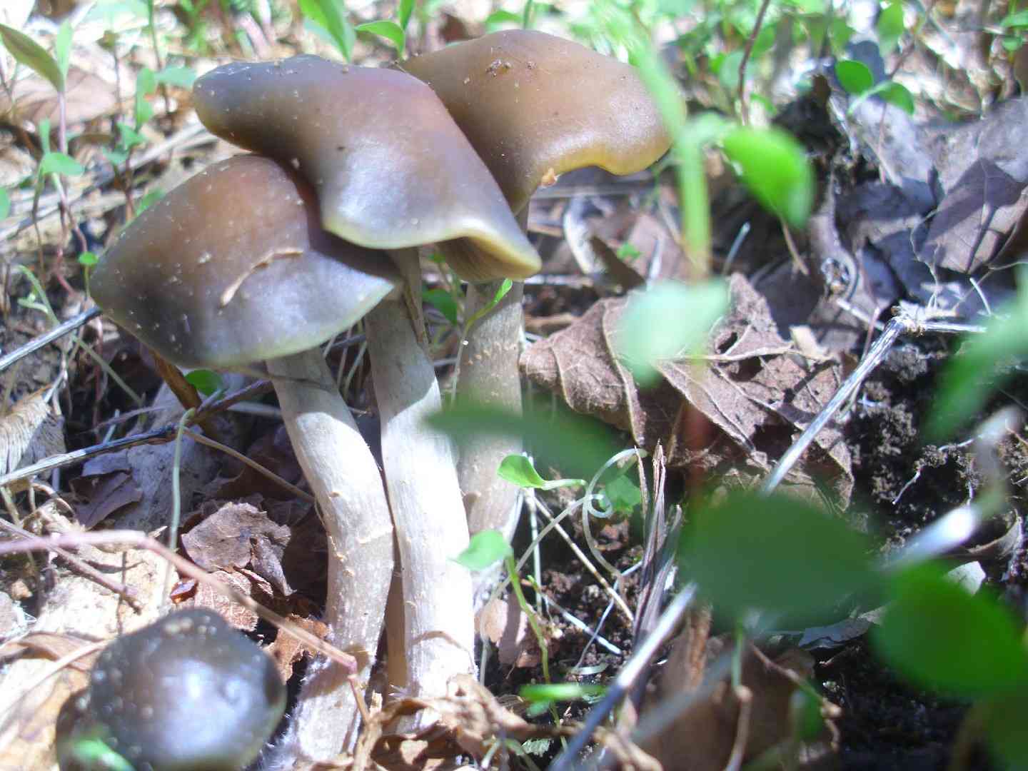 Psilocybe Ovoid (Psilocybe ovoideocystidiata) thumbnail 3
