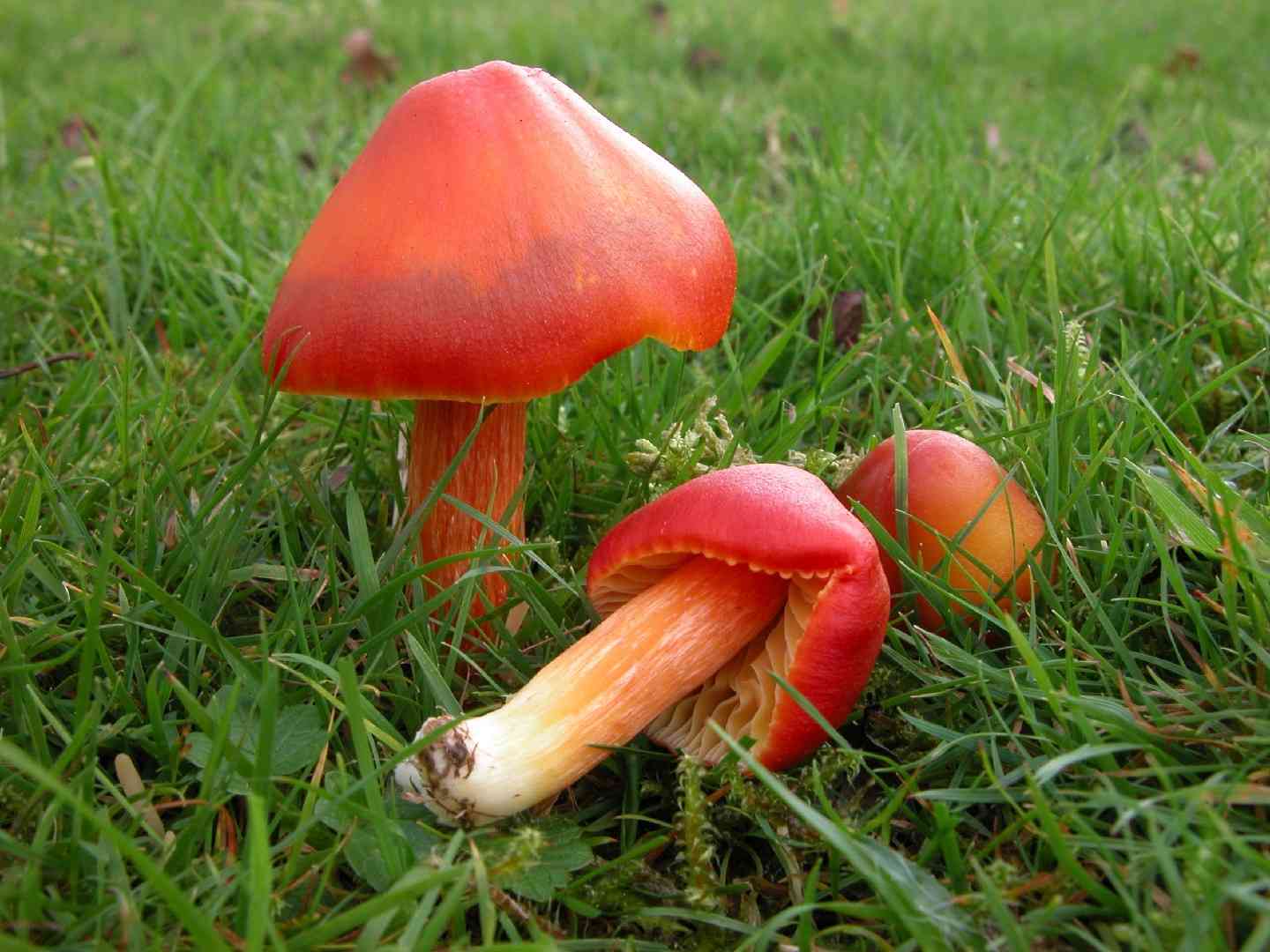 Crimson waxcap