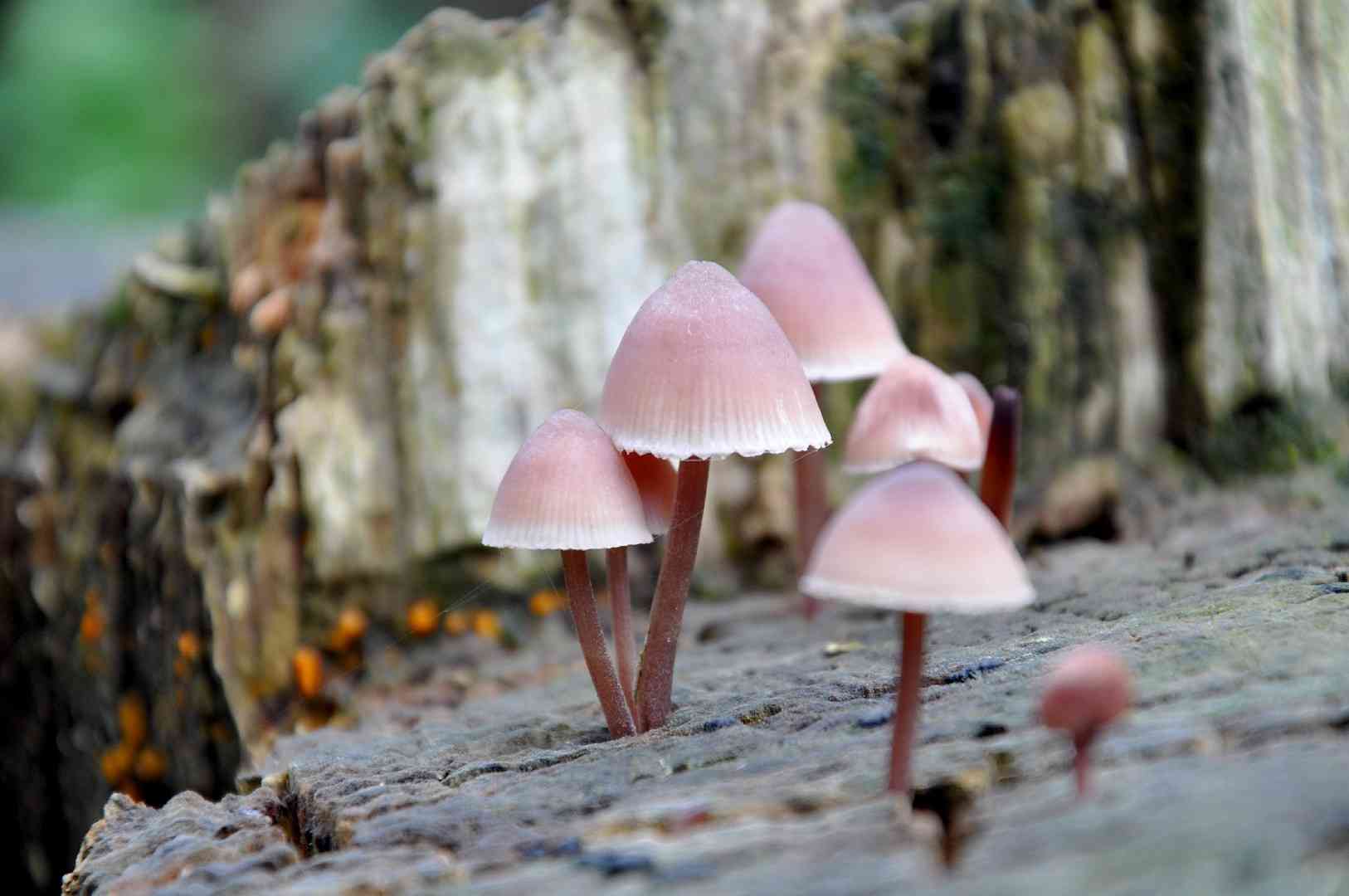 Burgundydrop bonnet