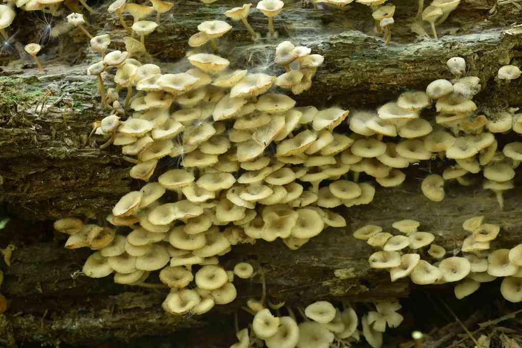 Clitocybula abundans (Clitocybula abundans) thumbnail 3