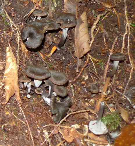 Horn of plenty (Craterellus cornucopioides) thumbnail 2