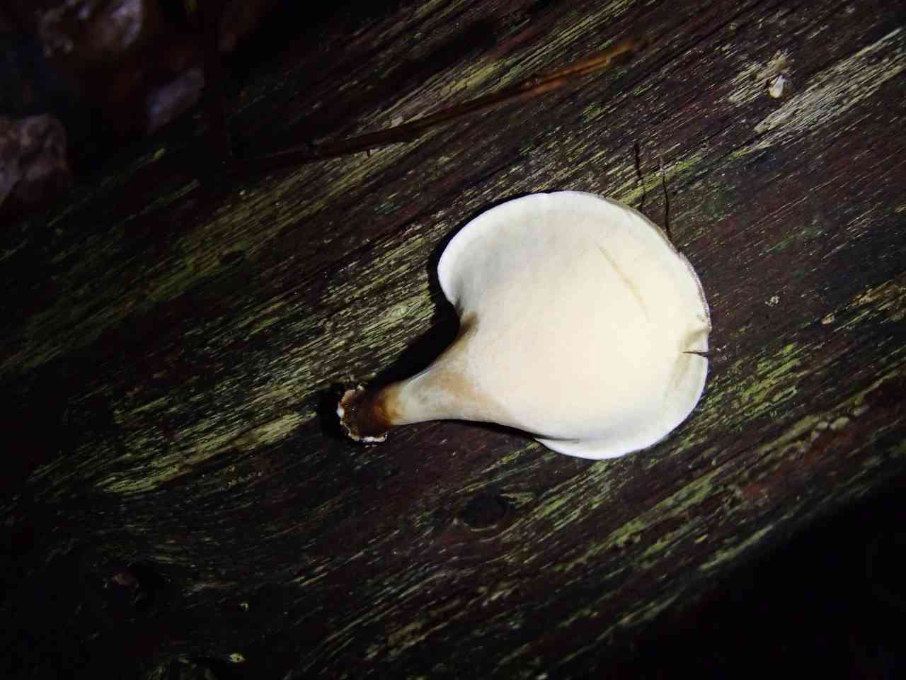 Polyporus leprieurii (Polyporus leprieurii) thumbnail 2