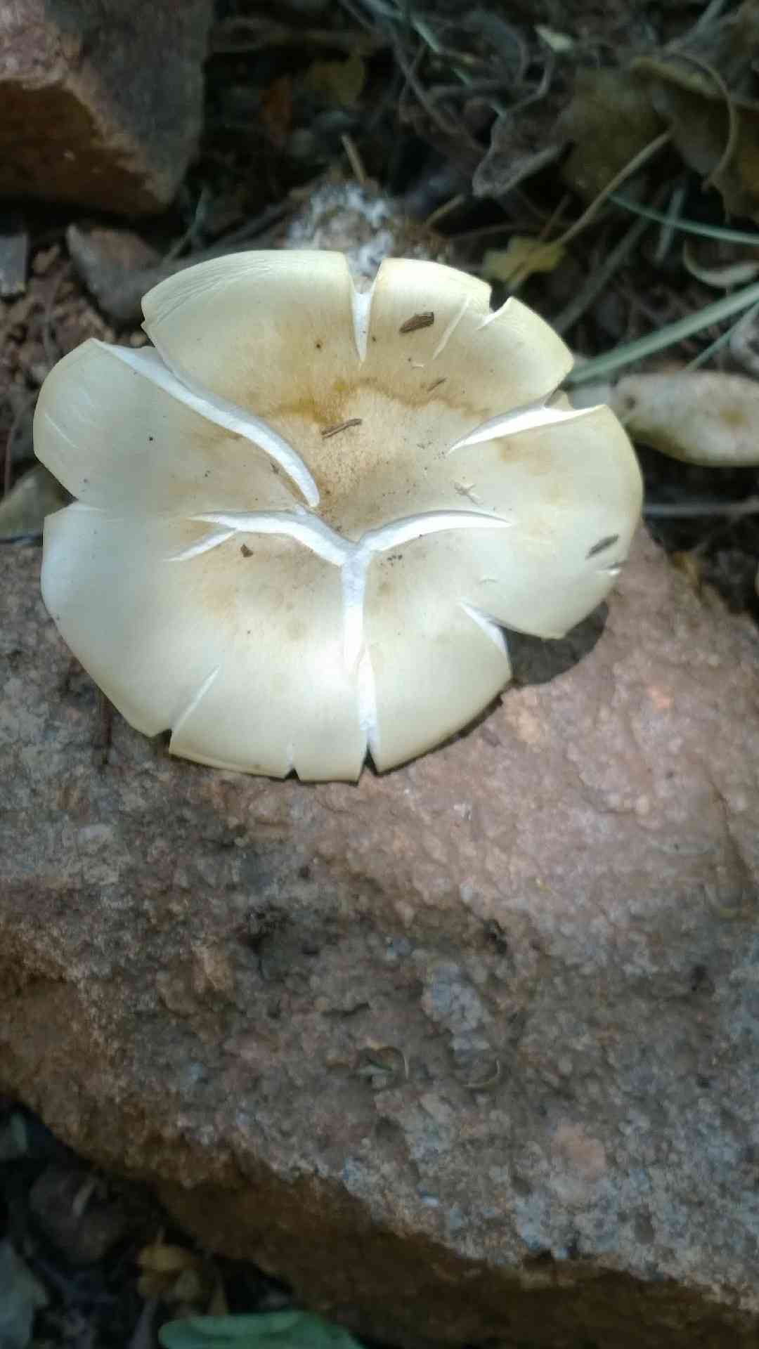 Sweetbread mushroom (Clitopilus prunulus) thumbnail 2