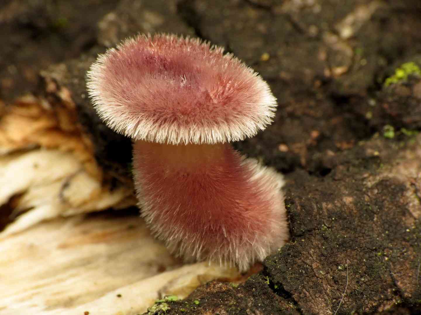 Hairy panus (Panus neostrigosus) thumbnail 1