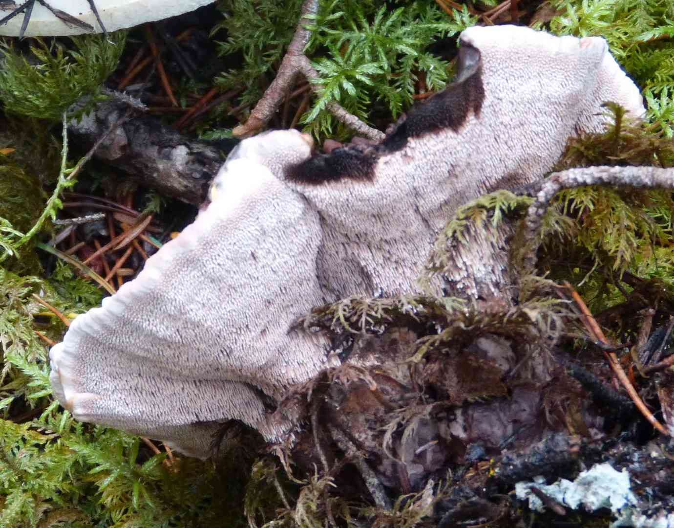 Grey tooth (Phellodon melaleucus) thumbnail 2