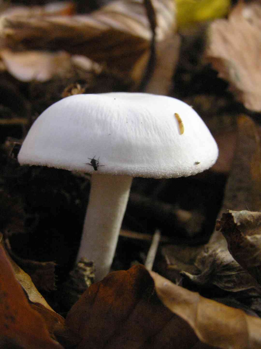 Yellowing woodwax