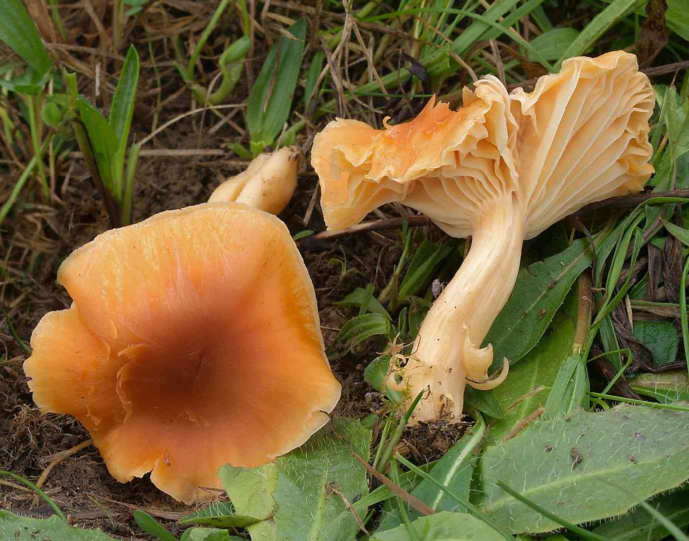 Meadow waxcap (Cuphophyllus pratensis) thumbnail 3