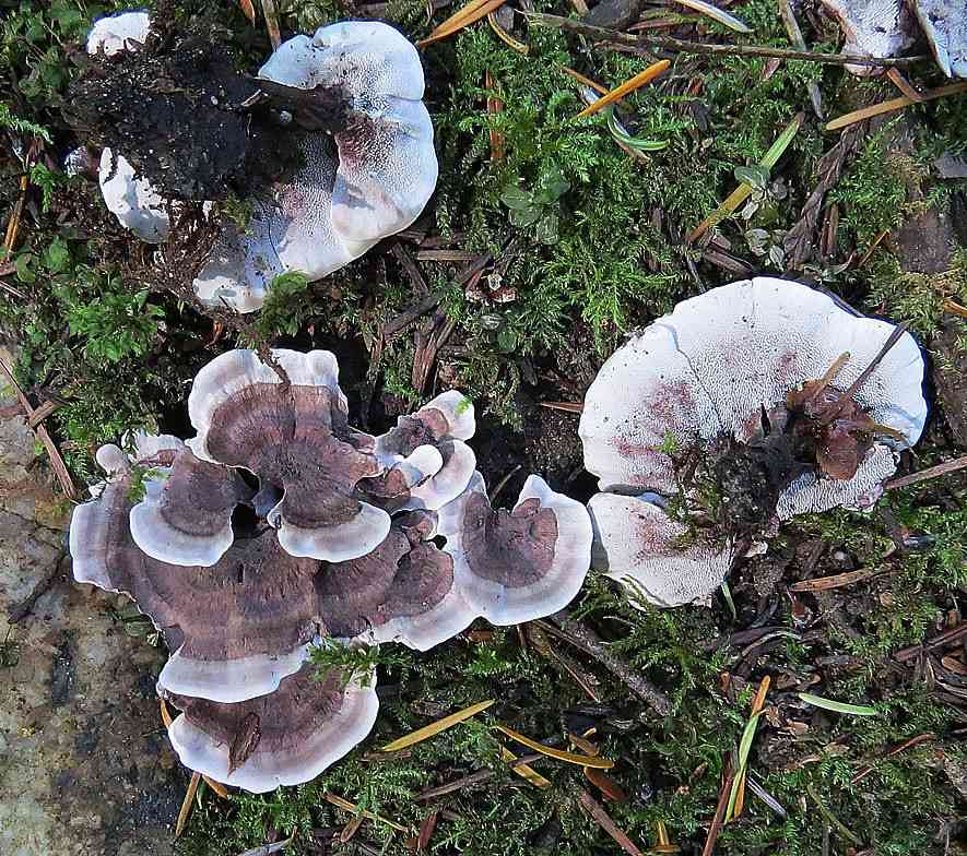 Wooly tooth (Phellodon tomentosus) thumbnail 1
