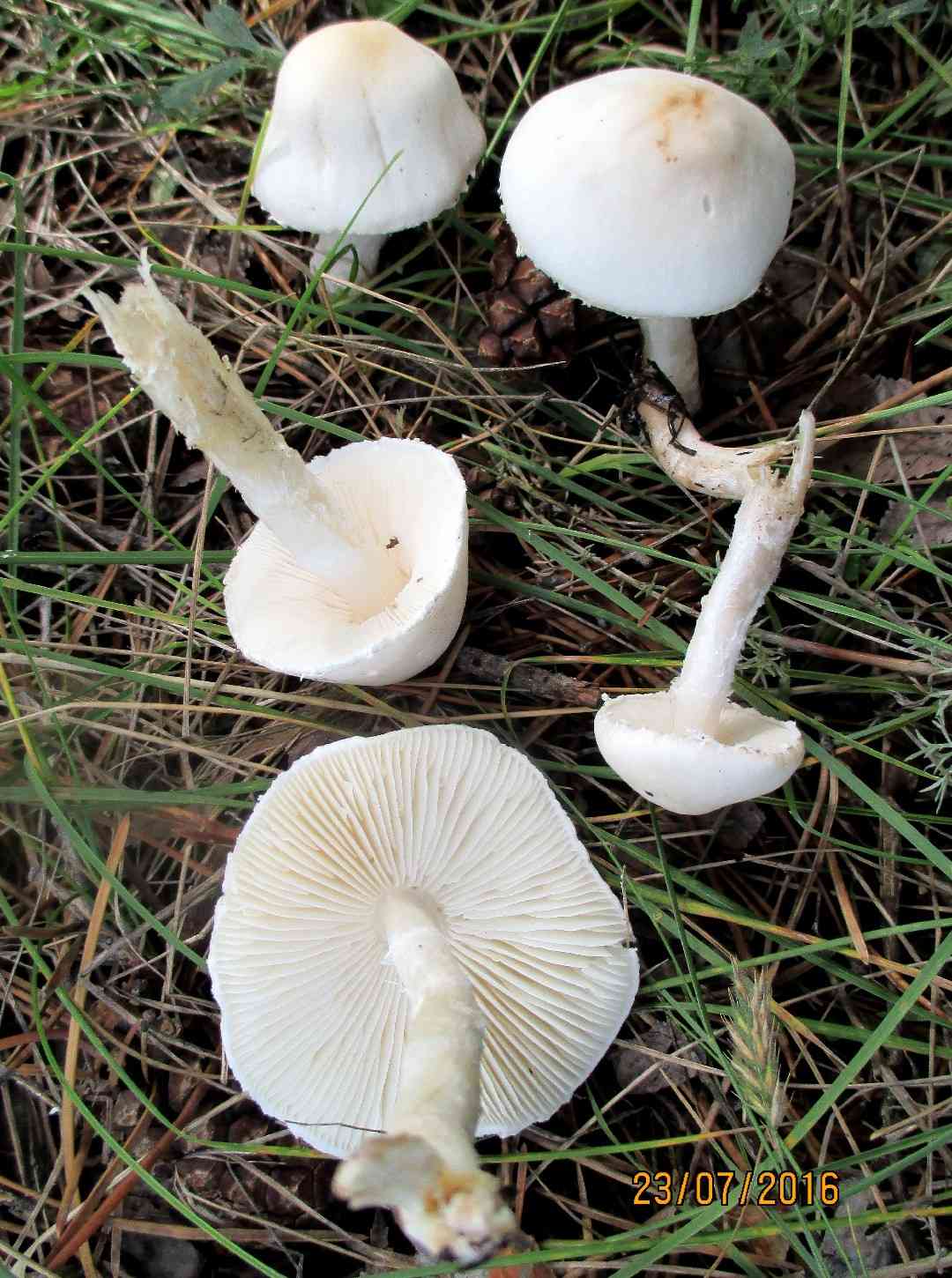 Dune dapperling (Lepiota erminea) thumbnail 2