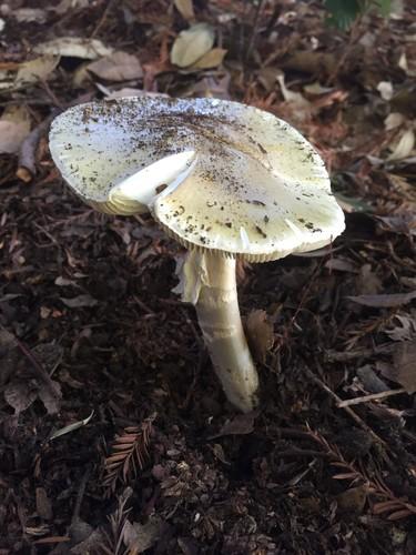 Death cap thumbnail 3
