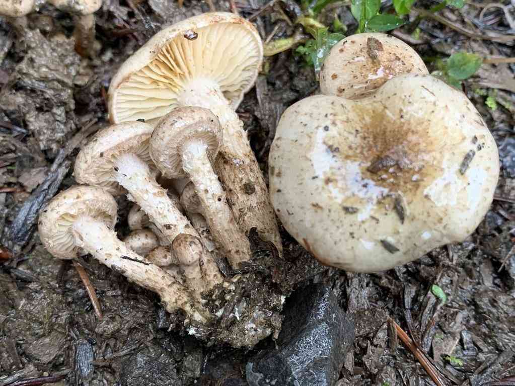 Ground Pholiota (Pholiota terrestris) thumbnail 1