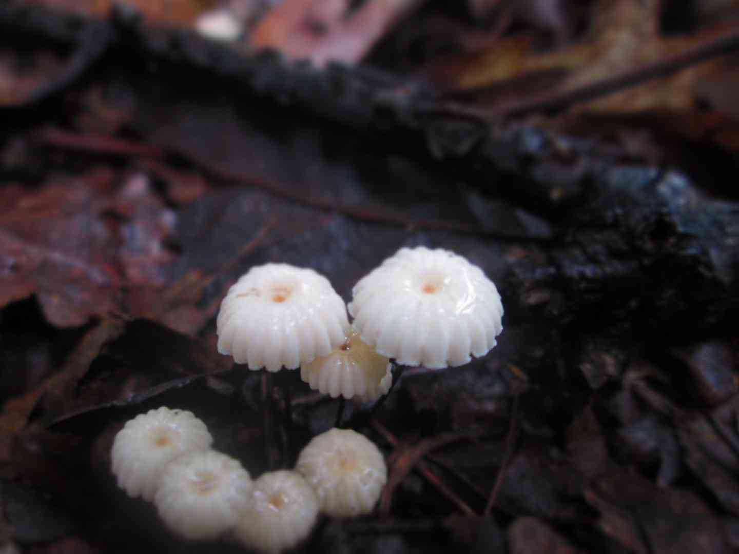 Marasmius bulliardii