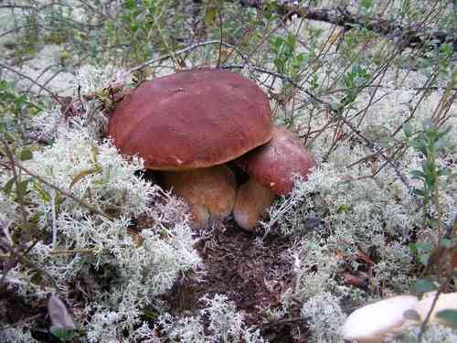Pine bolete (Boletus pinophilus) thumbnail 2