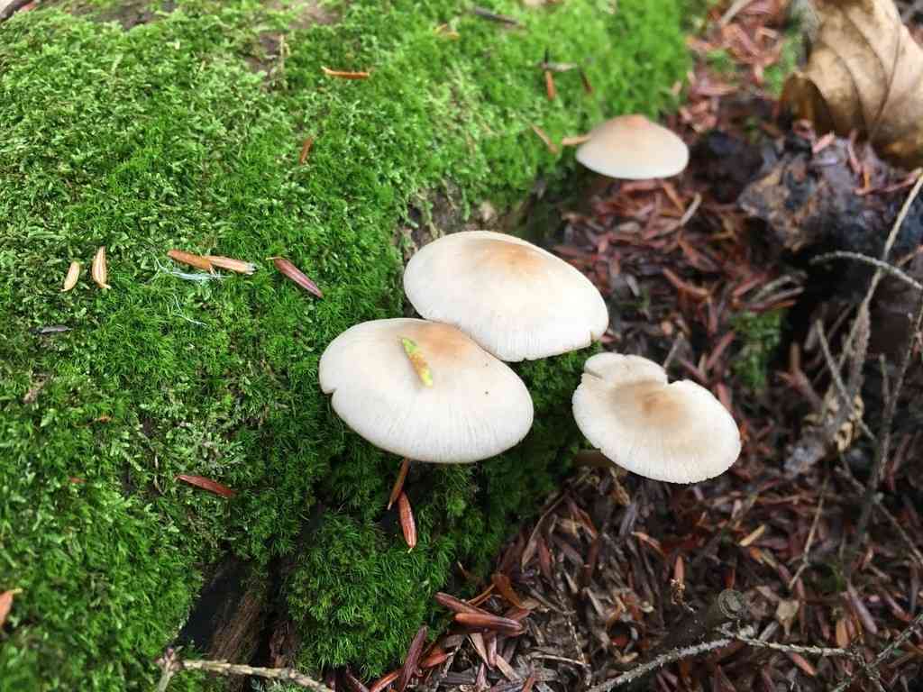 Common mycena (Mycena galericulata) thumbnail 2