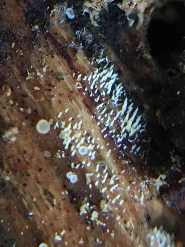 Swarming spine (Mucronella calva) thumbnail 1