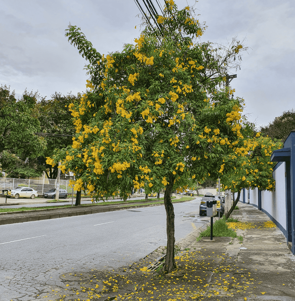 Yellow trumpetbush
