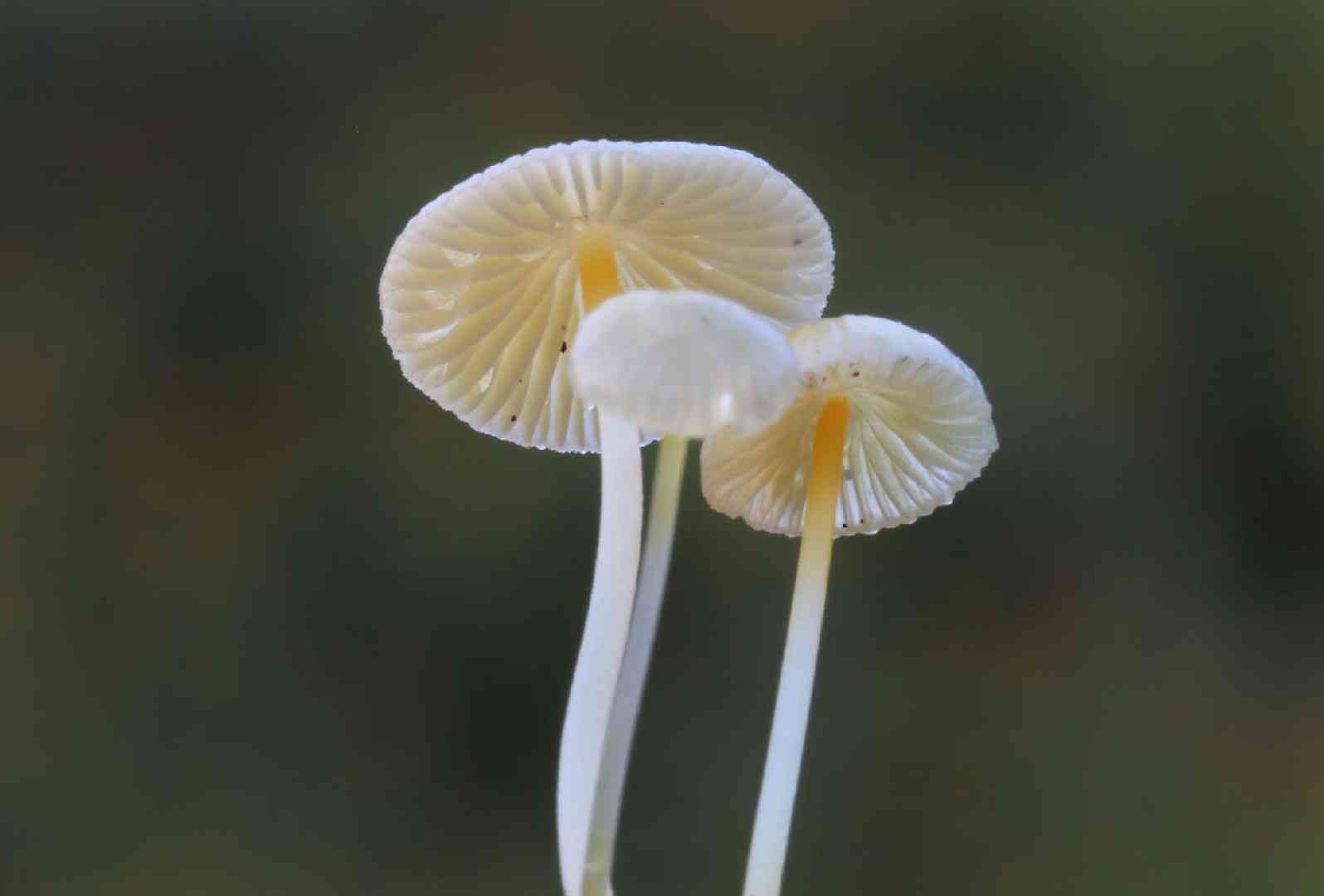 Walnut mycena (Mycena crocea) thumbnail 1