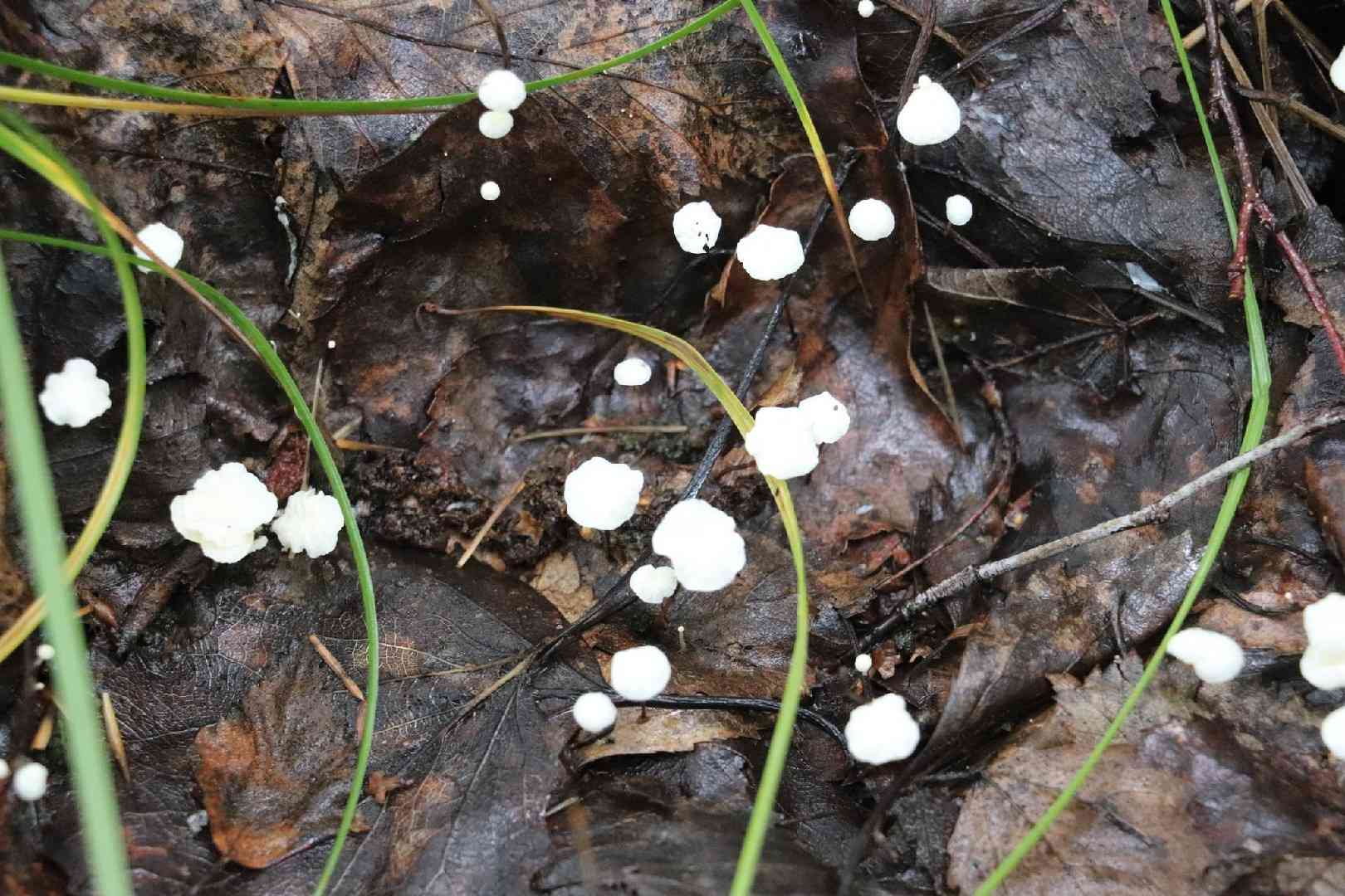 Ivy parachute (Marasmius epiphylloides) thumbnail 3