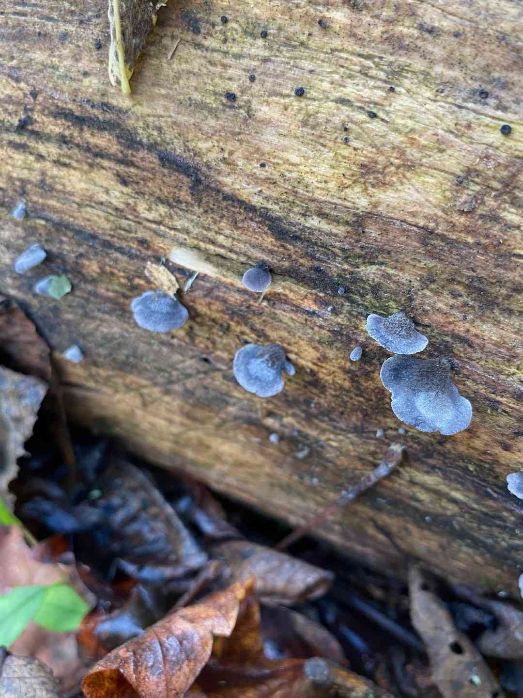 Smoked oysterling (Resupinatus applicatus) thumbnail 3
