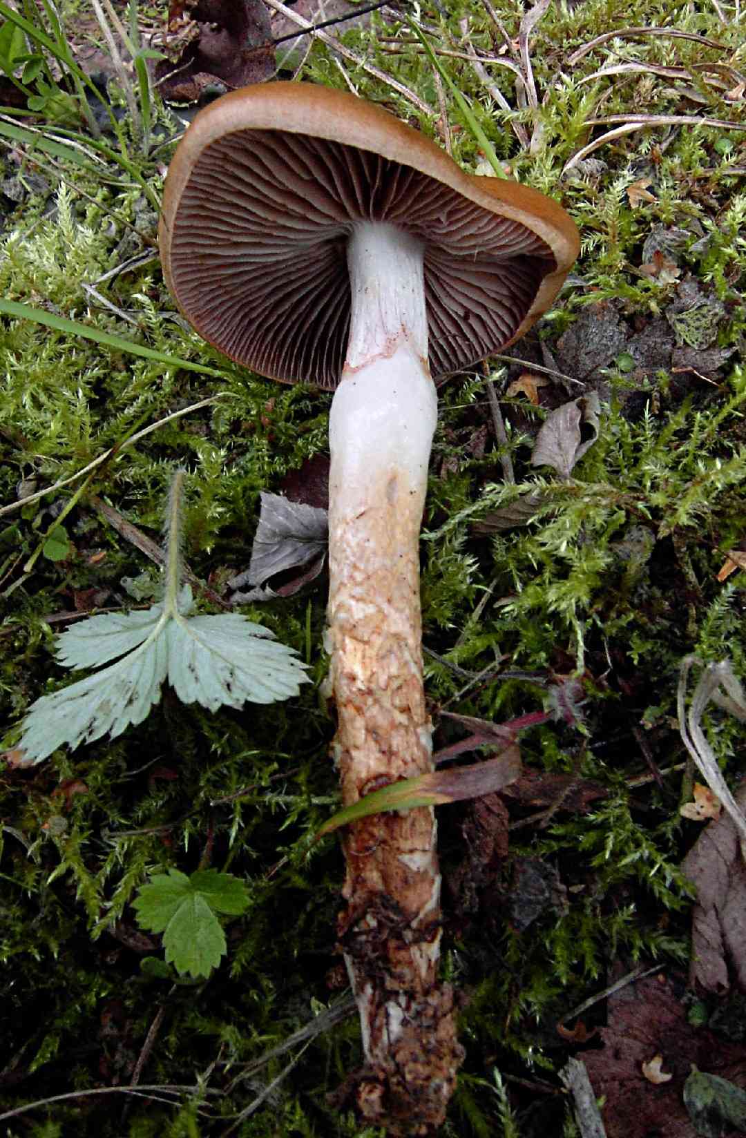 Girded webcap (Cortinarius trivialis) thumbnail 2