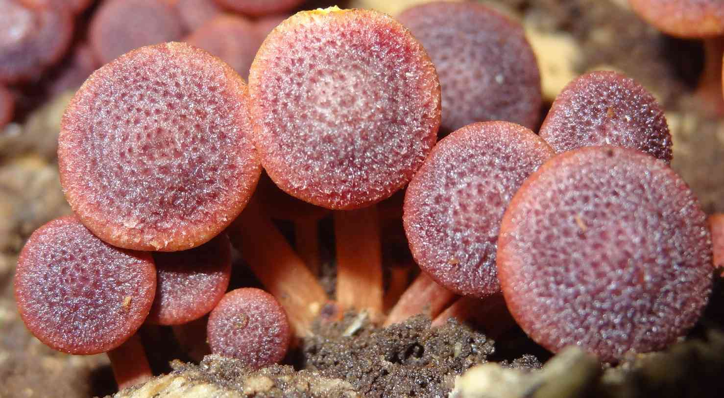 Magic blue gym (Gymnopilus aeruginosus) thumbnail 2