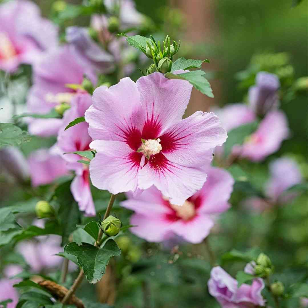Rose of sharon