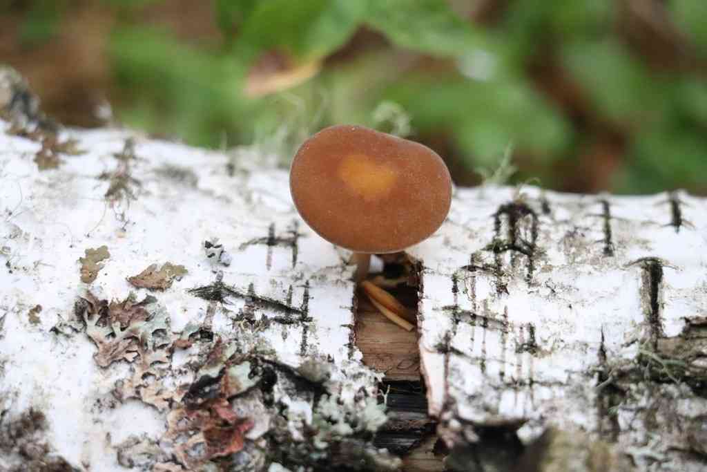 Velvet twiglet (Simocybe sumptuosa) thumbnail 1