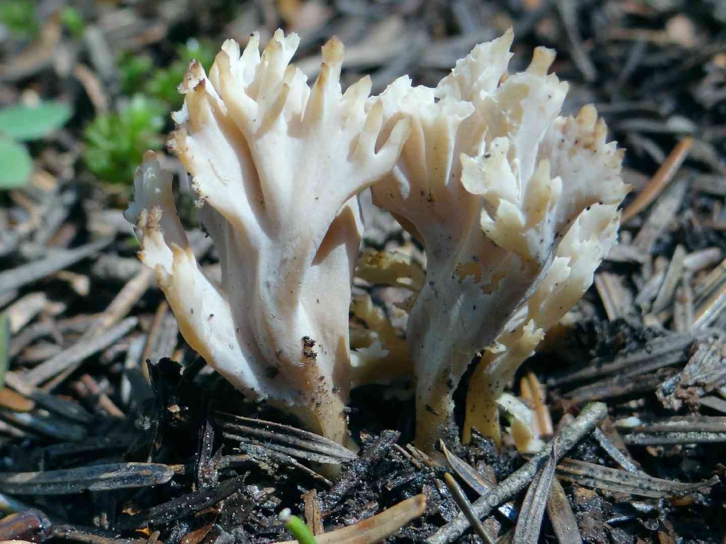 Crested coral (Clavulina coralloides) thumbnail 2