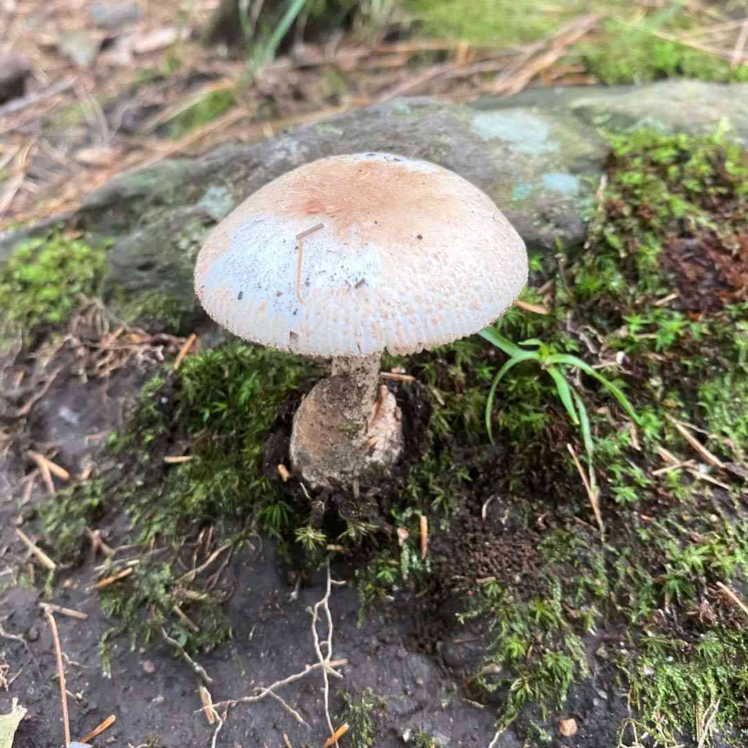 Volvate amanita (Amanita volvata) thumbnail 1