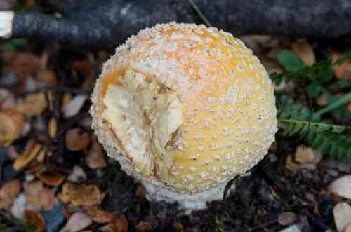 Fly agaric (Amanita muscaria) thumbnail 2