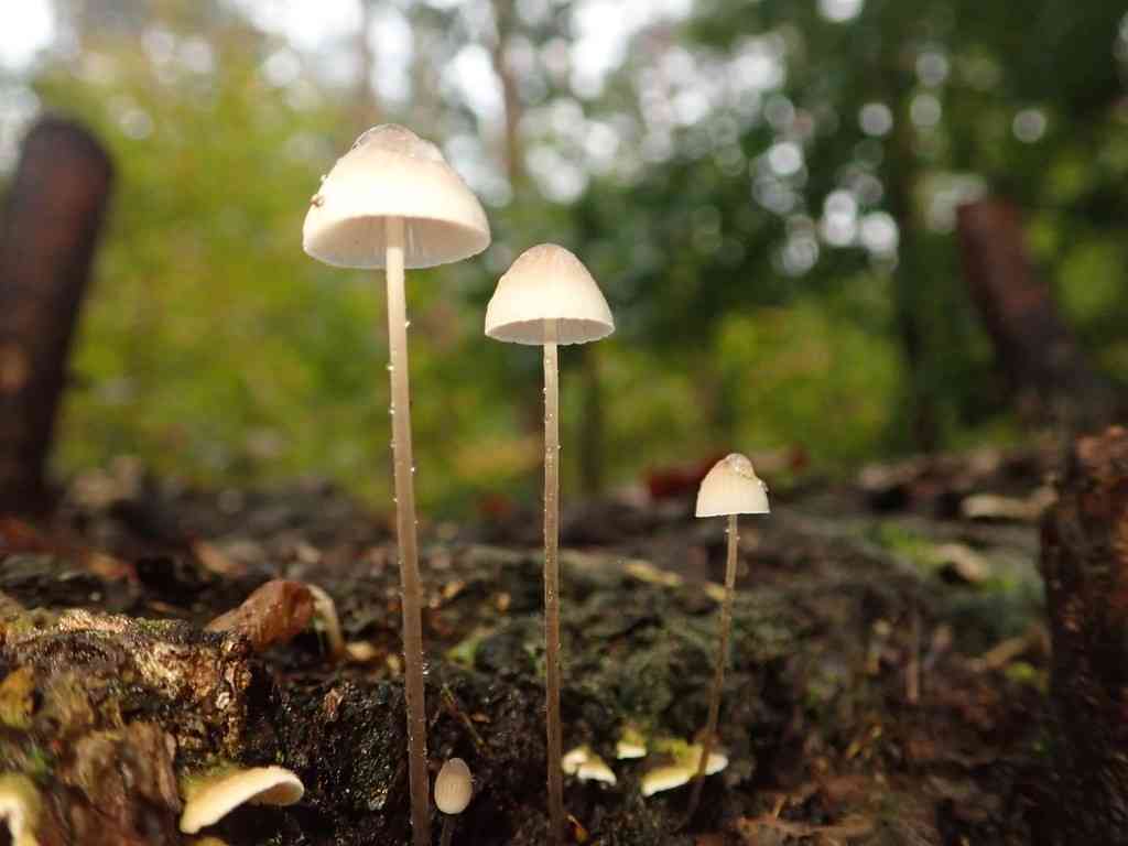 Milking bonnet (Mycena galopus) thumbnail 3