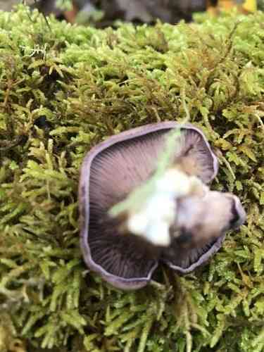 Blewit (Lepista nuda) thumbnail 2