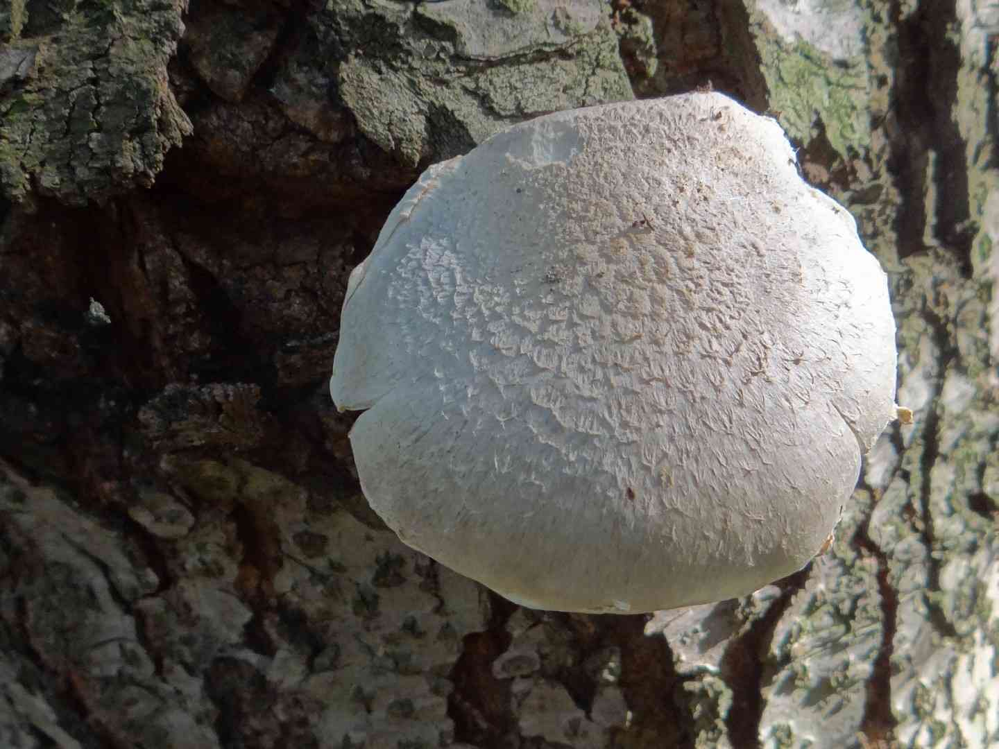 Veiled oyster (Pleurotus dryinus) thumbnail 2