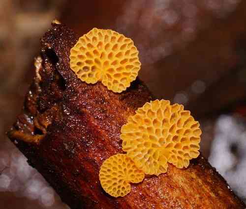 Orange pore fungus (Favolaschia calocera) thumbnail 3
