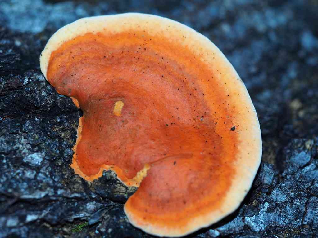 Southern cinnabar polypore