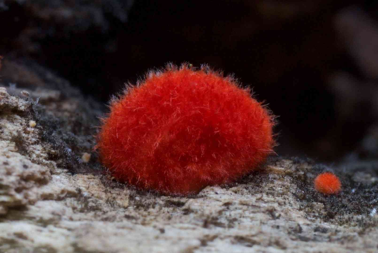 Cinnabar oysterling (Crepidotus cinnabarinus) thumbnail 2