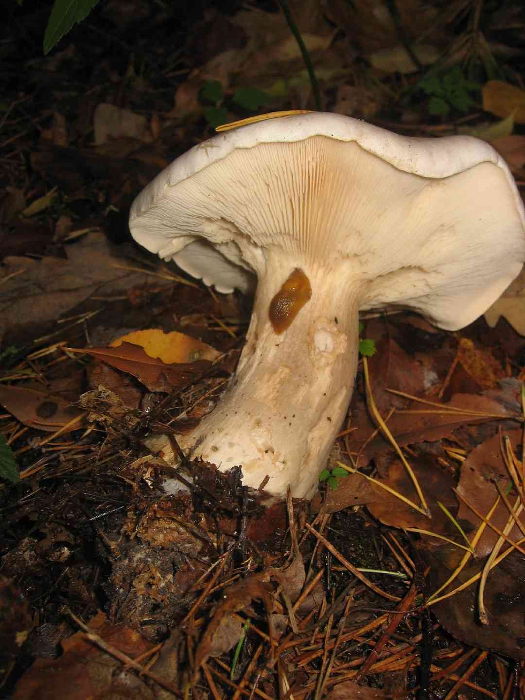 Giant leucopax (Leucopaxillus giganteus) thumbnail 2