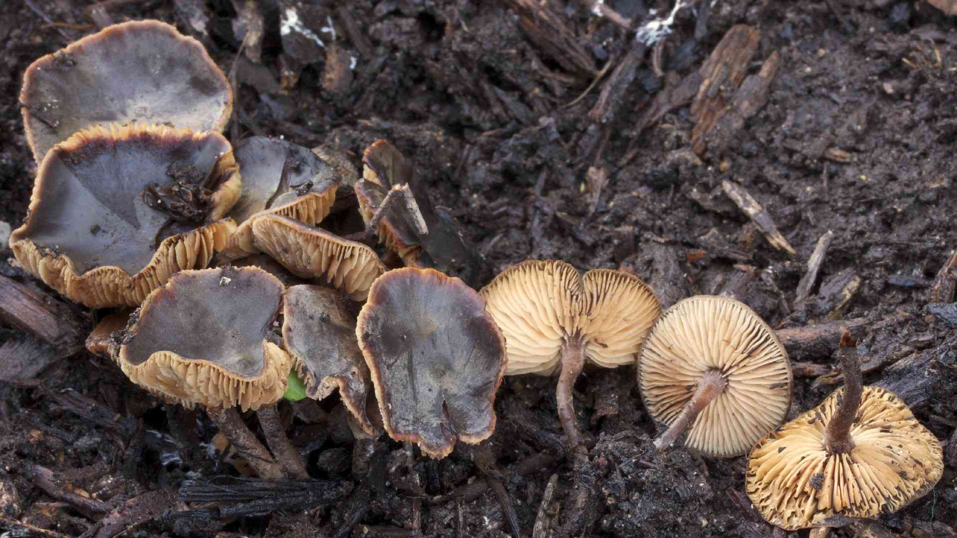 Cucumber cap (Macrocystidia cucumis) thumbnail 3