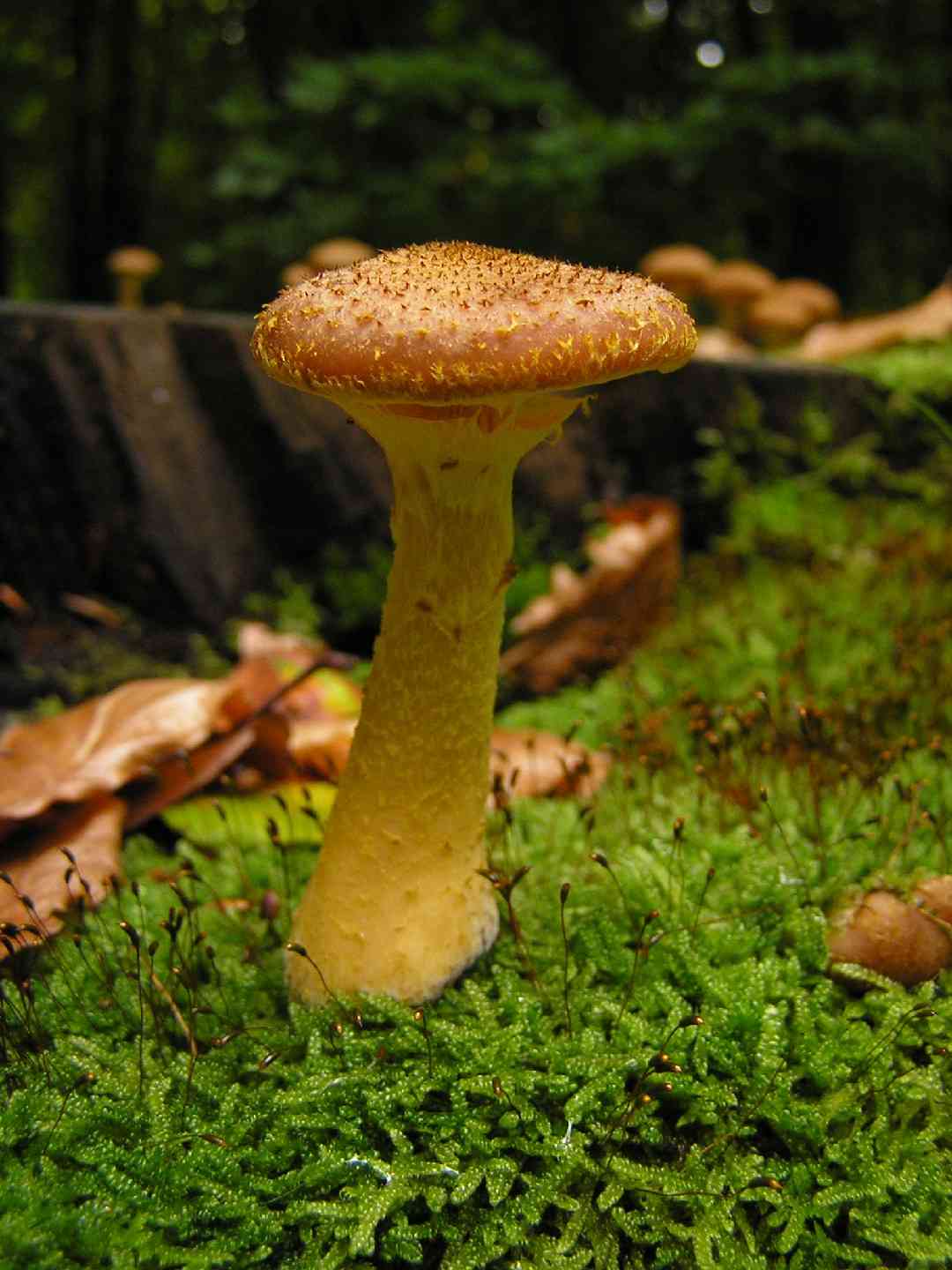 Dark honey mushroom (Armillaria ostoyae) thumbnail 2