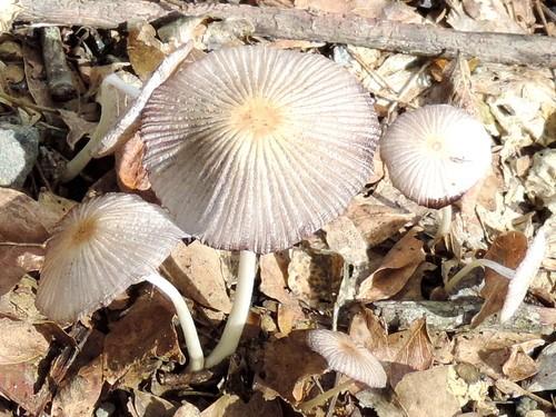 Goldenhaired inkcap thumbnail 3