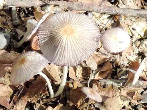 Goldenhaired inkcap (Parasola auricoma) thumbnail 3