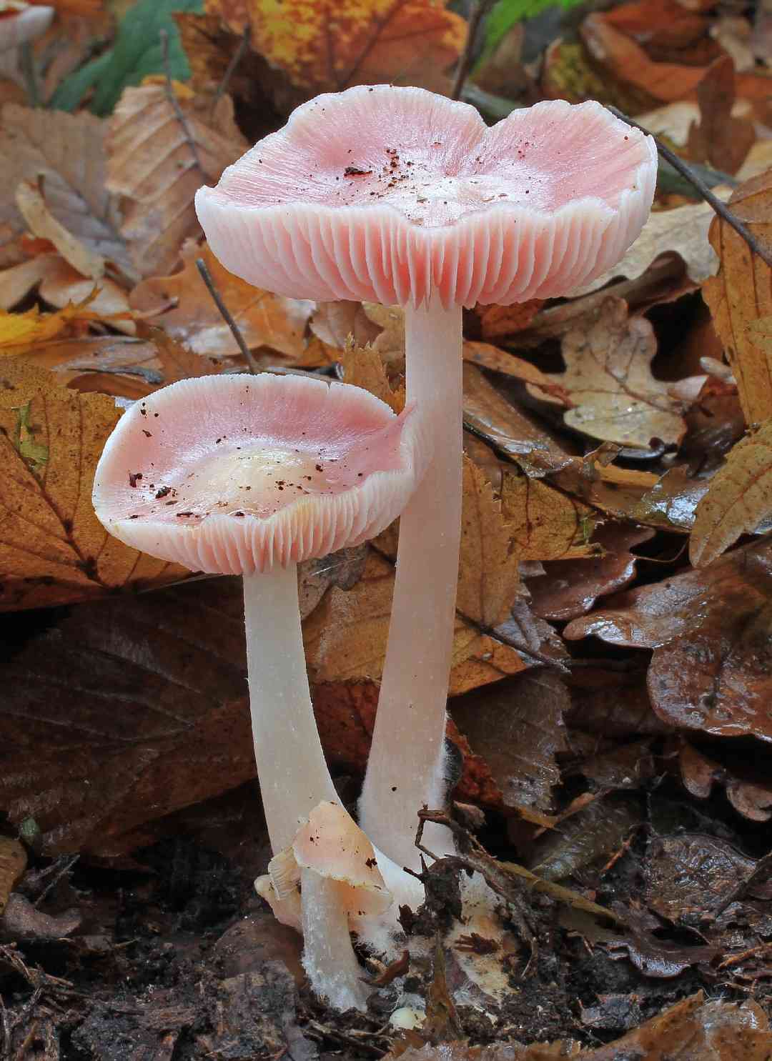Rosy bonnet (Mycena rosea) thumbnail 1